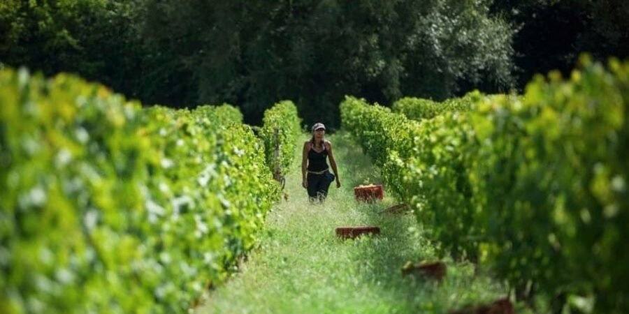 Enoturismo no Uruguai