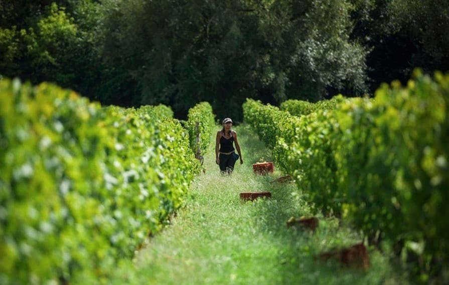 Viajante caminhando por vinhedo com cachorros divulgação ministério do turismo do uruguai
