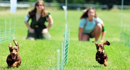 3 deutschlands skurrilste meisterschaften credits deutschland