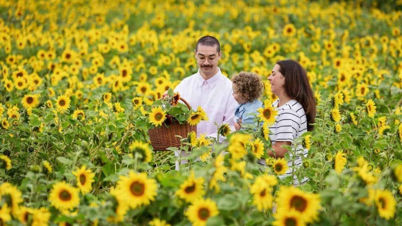 balgone sunflower trail, east lothian. © visitscotland kenny lam
