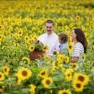 balgone sunflower trail, east lothian. © visitscotland kenny lam
