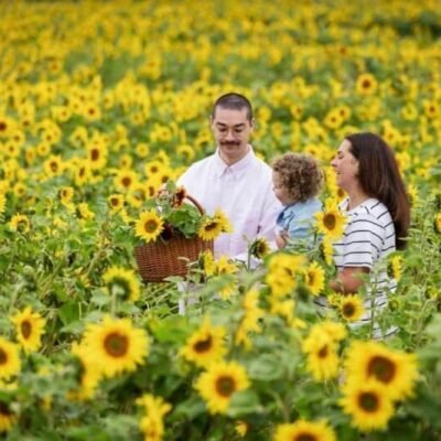 balgone sunflower trail, east lothian. © visitscotland kenny lam balgone sunflower trail, east lothian. © visitscotland kenny lam