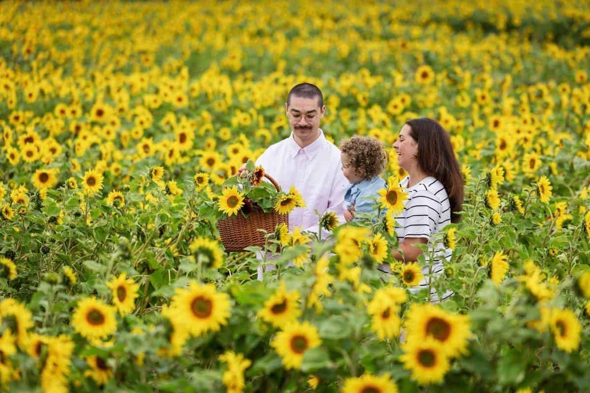 balgone sunflower trail, east lothian. © visitscotland kenny lam