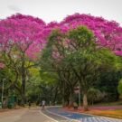 divulgação urbia parques
