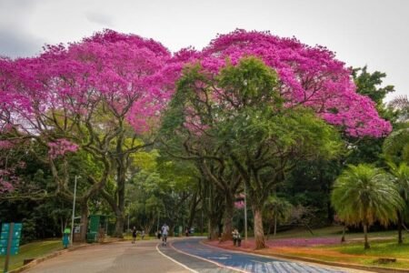Parque Ibirapuera celebra 72 anos Parque Ibirapuera celebra 72 anos